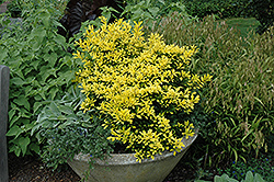 Sunny Foster Holly (Ilex x attenuata 'Sunny Foster') at Lakeshore Garden Centres