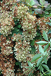 Snow Giant Hydrangea (Hydrangea quercifolia 'Snow Giant') at Lakeshore Garden Centres