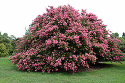 Seminole Crapemyrtle (Lagerstroemia indica 'Seminole') at Lakeshore Garden Centres