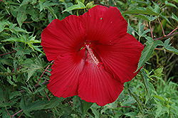 Lord Baltimore Hibiscus (Hibiscus 'Lord Baltimore') at Lakeshore Garden Centres