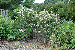 September Beauty Summersweet (Clethra alnifolia 'September Beauty') at Lakeshore Garden Centres