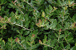Taylor's Rudolph Yaupon Holly (Ilex vomitoria 'Taylor's Rudolph') at Lakeshore Garden Centres