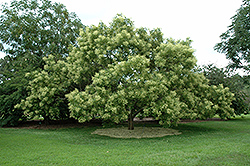 Japanese Pagoda Tree (Sophora japonica) at Lakeshore Garden Centres