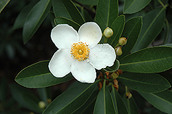 Sweet Tea Mountain Gordlinia (Gordlinia x grandiflora 'Sweet Tea') at Lakeshore Garden Centres