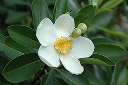 Loblolly Bay (Gordonia lasianthus) at Lakeshore Garden Centres