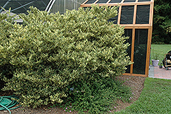 Jack Frost Japanese Privet (Ligustrum japonicum 'Jack Frost') at Lakeshore Garden Centres