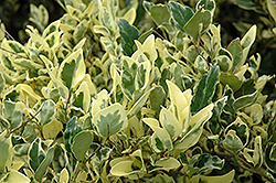 Jack Frost Japanese Privet (Ligustrum japonicum 'Jack Frost') at Lakeshore Garden Centres