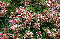 Canyon Creek Abelia (Abelia x grandiflora 'Canyon Creek') at Lakeshore Garden Centres