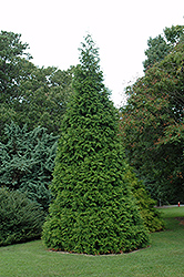 Green Giant Arborvitae (Thuja 'Green Giant') at Lakeshore Garden Centres