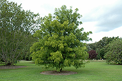 Jujube (Ziziphus jujuba) at Lakeshore Garden Centres