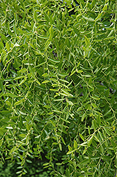 Jujube (Ziziphus jujuba) at Lakeshore Garden Centres
