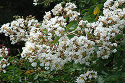 Byer's Wonderful White Crapemyrtle (Lagerstroemia indica 'Byer's Wonderful White') at Lakeshore Garden Centres