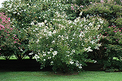 Byer's Wonderful White Crapemyrtle (Lagerstroemia indica 'Byer's Wonderful White') at Lakeshore Garden Centres