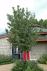Queen Elizabeth Maple (Acer campestre 'Evelyn') at Lakeshore Garden Centres
