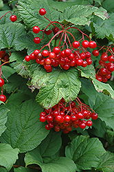 Alaska Highbush Cranberry (Viburnum trilobum 'Alaska') at Lakeshore Garden Centres