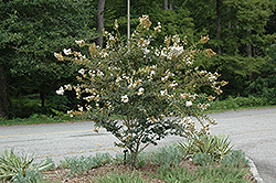 White Chocolate Crapemyrtle (Lagerstroemia indica 'White Chocolate') at Lakeshore Garden Centres