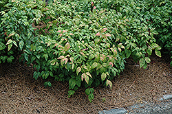 Fire Power Nandina (Nandina domestica 'Fire Power') at Lakeshore Garden Centres