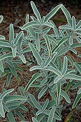 Miss Grace Jerusalem Sage (Phlomis fruticosa 'Miss Grace') at Lakeshore Garden Centres