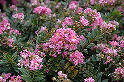 Dazzle Me Pink Crapemyrtle (Lagerstroemia indica 'Gamad V') at Lakeshore Garden Centres