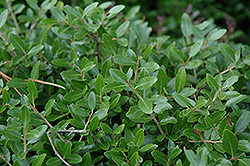 Bordeaux Yaupon Holly (Ilex vomitoria 'Condeaux') at Lakeshore Garden Centres