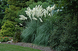 Pampas Grass (Cortaderia selloana) at Golden Acre Home & Garden