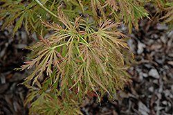 Kawaii Full Moon Maple (Acer shirasawanum 'Kawaii') at Lakeshore Garden Centres
