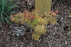 Kawaii Full Moon Maple (Acer shirasawanum 'Kawaii') at Lakeshore Garden Centres
