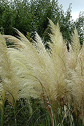 Sunningdale Silver Pampas Grass (Cortaderia selloana 'Sunningdale Silver') at Lakeshore Garden Centres