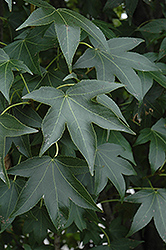 Emerald Sentinel Sweet Gum (Liquidambar styraciflua 'Emerald Sentinel') at Lakeshore Garden Centres