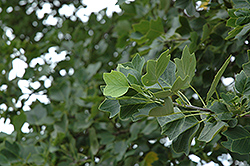 Ardis Tuliptree (Liriodendron tulipifera 'Ardis') at Lakeshore Garden Centres