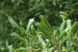 Rollover American Holly (Ilex opaca 'Rollover') at Lakeshore Garden Centres