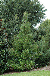 Rollover American Holly (Ilex opaca 'Rollover') at Lakeshore Garden Centres