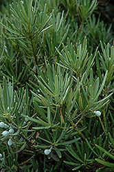 Edgefield Shrubby Podocarpus (Podocarpus macrophyllus 'Edgefield') at Lakeshore Garden Centres