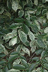 Argenteo Variegata Elm (Ulmus procera 'Argenteo Variegata') at Lakeshore Garden Centres