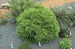 Little Diamond Japanese Cedar (Cryptomeria japonica 'Little Diamond') at Lakeshore Garden Centres