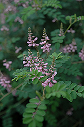 Rose Carpet False Indigo (Indigofera pseudotinctoria 'Rose Carpet') at Lakeshore Garden Centres