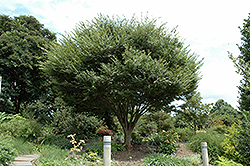 Wireless Zelkova (Zelkova serrata 'Schmidtlow') at Lakeshore Garden Centres