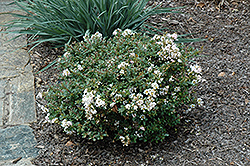 Snow Dazzle Crapemyrtle (Lagerstroemia indica 'Gamad III') at Lakeshore Garden Centres