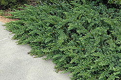 Emerald Sea Shore Juniper (Juniperus conferta 'Emerald Sea') at Lakeshore Garden Centres
