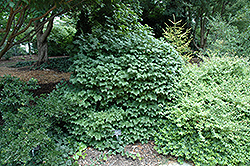 Chiquita Viburnum (Viburnum sargentii 'Chiquita') at Lakeshore Garden Centres