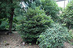 Green Meatball Japanese Privet (Ligustrum japonicum 'Green Meatball') at Lakeshore Garden Centres