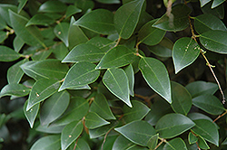 Green Meatball Japanese Privet (Ligustrum japonicum 'Green Meatball') at Lakeshore Garden Centres