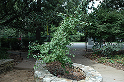 Ross Moore Ginkgo (Ginkgo biloba 'Ross Moore') at Lakeshore Garden Centres