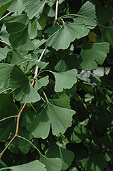 Ross Moore Ginkgo (Ginkgo biloba 'Ross Moore') at Lakeshore Garden Centres