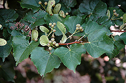 Summer Sprite Linden (Tilia cordata 'Halka') at Lakeshore Garden Centres