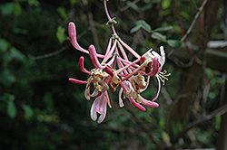 Pam's Pink Honeysuckle (Lonicera x americana 'Pam's Pink') at Lakeshore Garden Centres