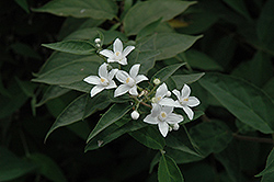 Chinese Snow Flower (Deutzia setchuenensis 'var. corymbiflora') at Lakeshore Garden Centres