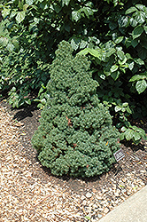 Delp's Dwarf White Spruce (Picea glauca 'Delp's Dwarf') at Lakeshore Garden Centres