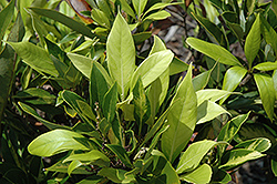 Starburst Japanese Tanbark Oak (Lithocarpus edulis 'Starburst') at Lakeshore Garden Centres