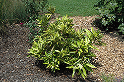 Starburst Japanese Tanbark Oak (Lithocarpus edulis 'Starburst') at Lakeshore Garden Centres